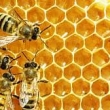 Toulcův dvůr - Včela v síti života